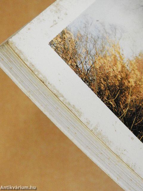 Magyarországi folyószakaszok mellékágai