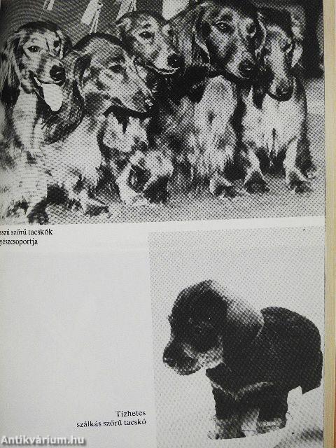 Tacskók és terrierek