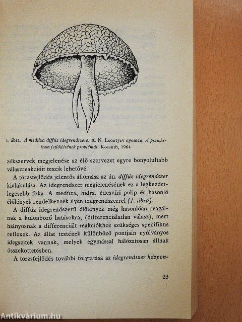 Az értelmi fejlődés pszichológiája