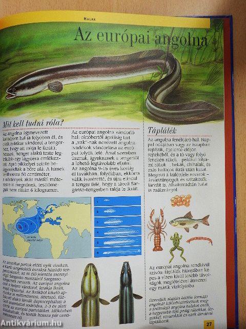 Az európai tavak és folyók állatvilága