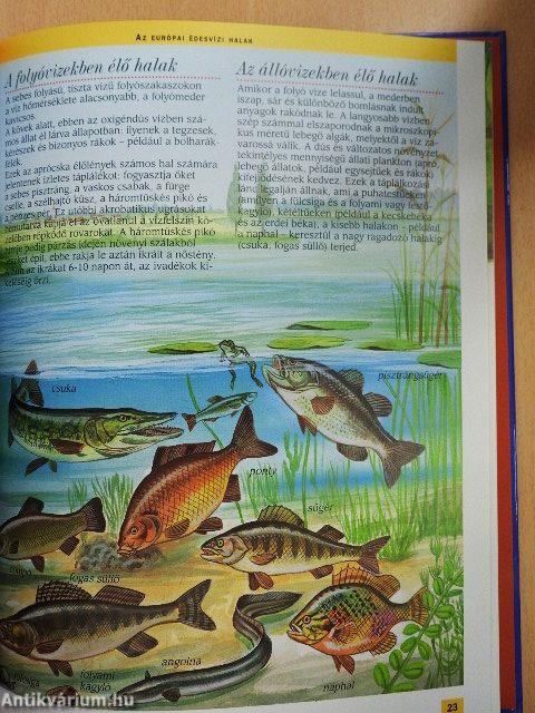 Az európai tavak és folyók állatvilága