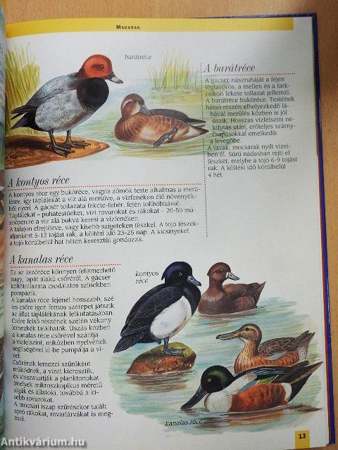 Az európai tavak és folyók állatvilága