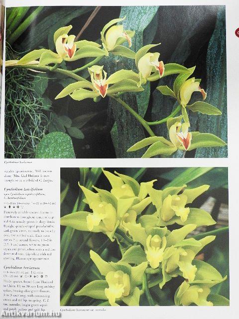 Flora's Orchids