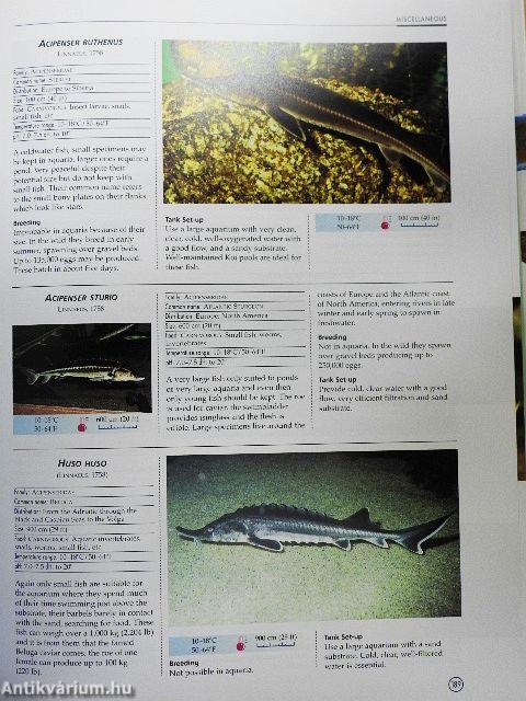 An Illustrated Encyclopedia of Aquarium Fish