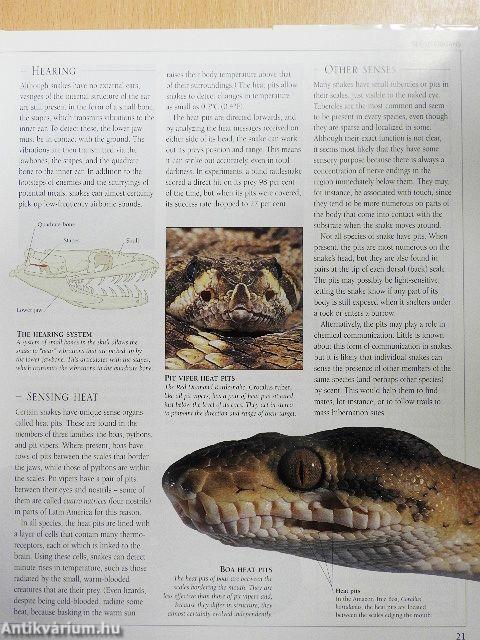 Snake