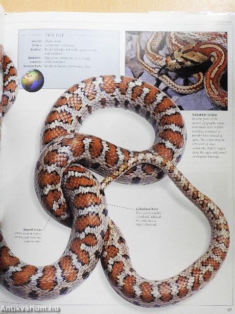 Snake
