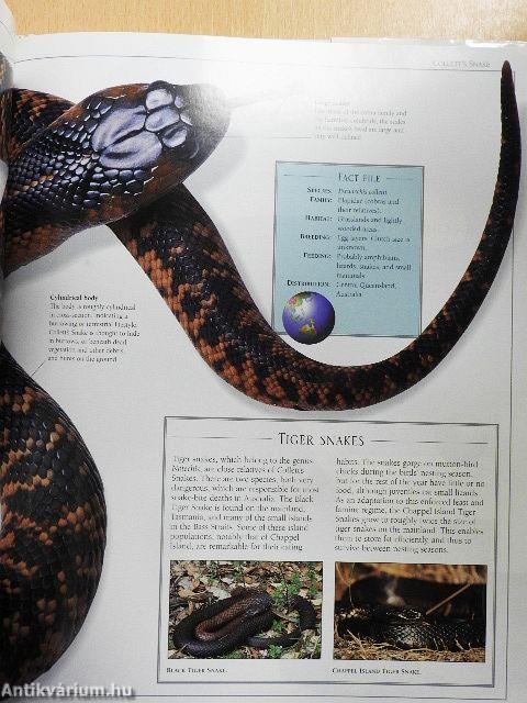 Snake