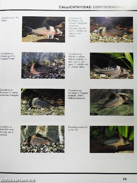 Das große Buch der Welse