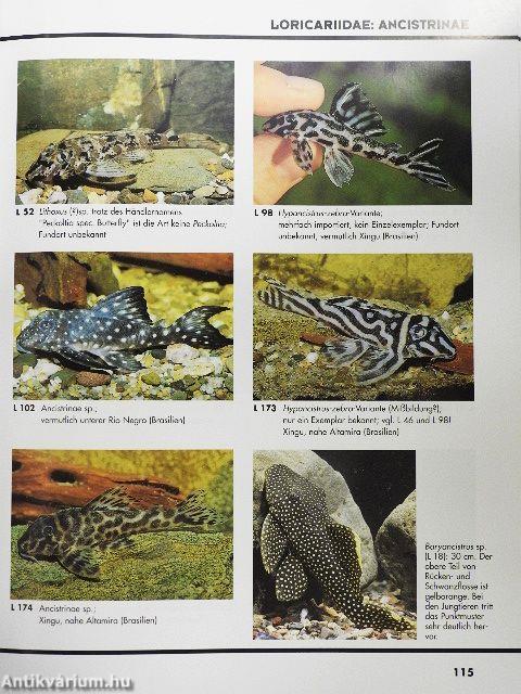 Das große Buch der Welse