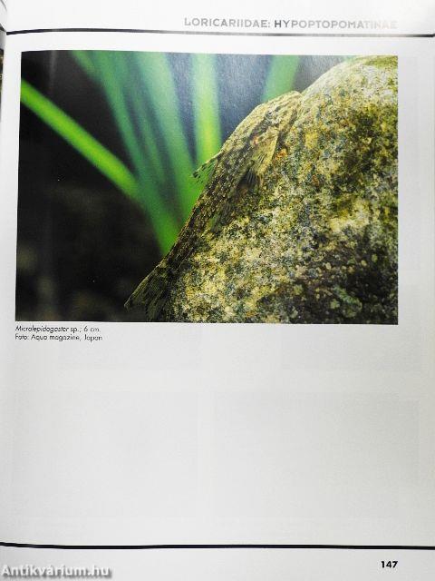 Das große Buch der Welse