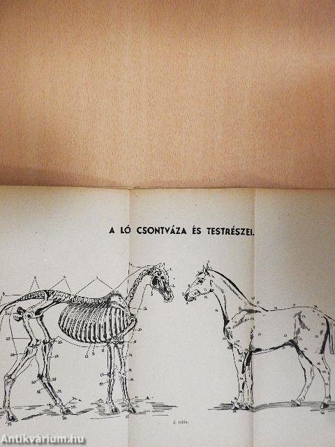 Lovaglás és hajtás