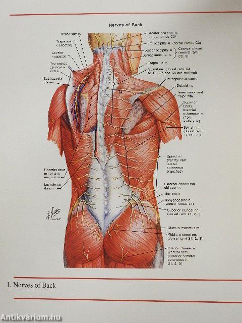 A Selection of Plates from the CIBA Collection of Medical Illustrations