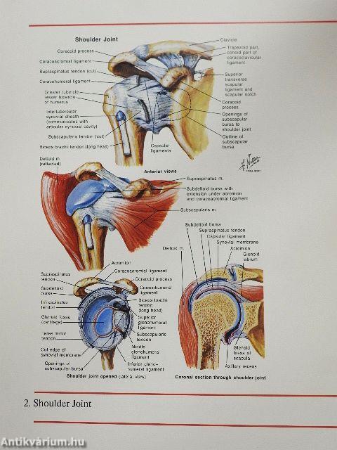 A Selection of Plates from the CIBA Collection of Medical Illustrations