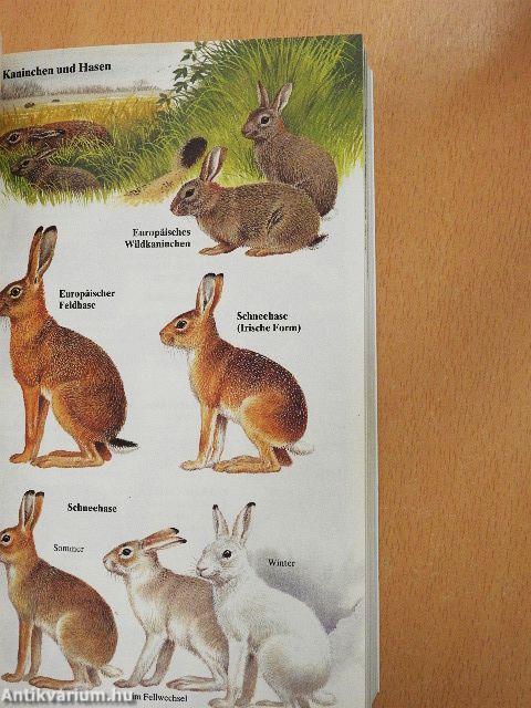 Pareys Buch der Säugetiere