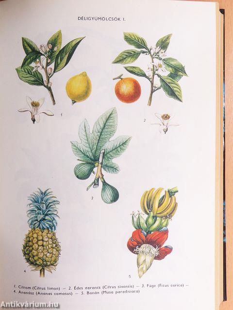 Természettudományi kislexikon I-II.