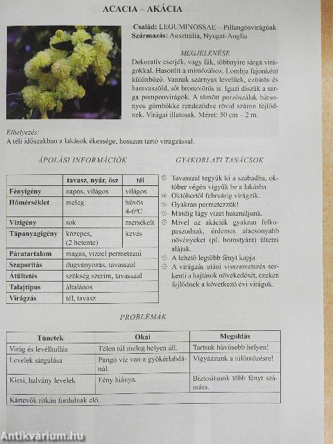 Szobanövények otthonunkban