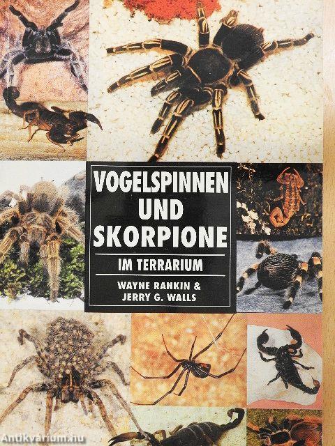 Vogelspinnen und Skorpione im Terrarium
