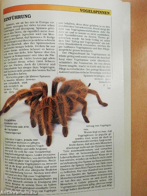 Vogelspinnen und Skorpione im Terrarium