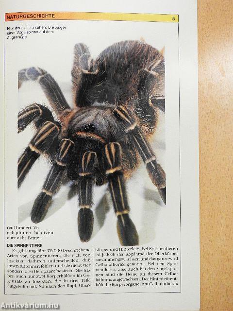 Vogelspinnen und Skorpione im Terrarium