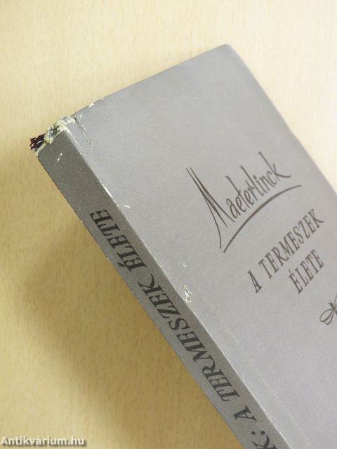 A termeszek élete