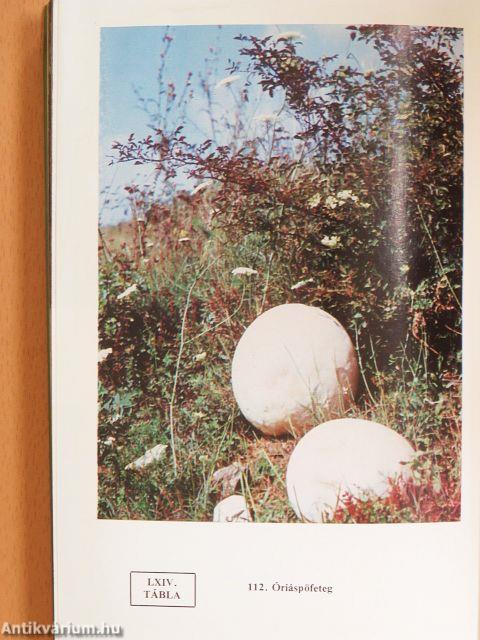 Ehető és mérges gombák