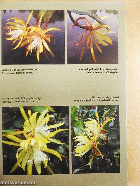 Kaktusz-világ 2018/1.