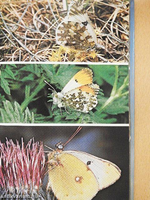 Butterflies