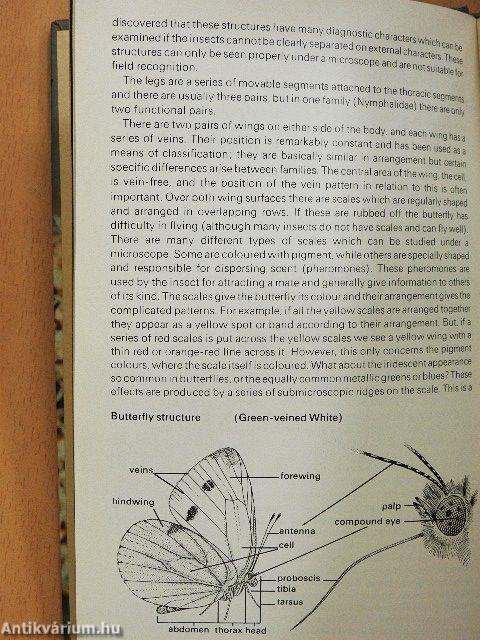 Butterflies