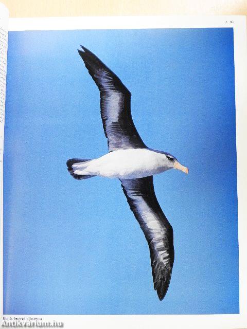 Encyclopedia of North American Birds