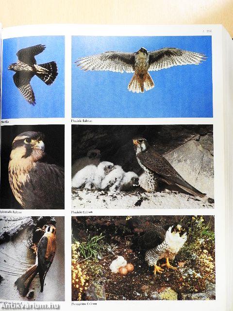 Encyclopedia of North American Birds