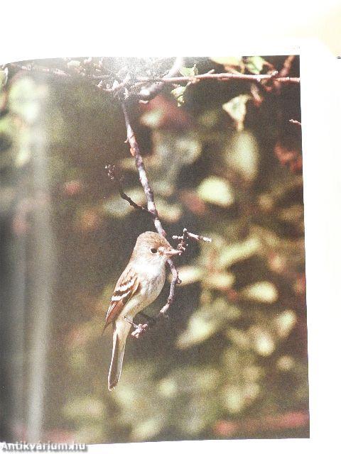 Encyclopedia of North American Birds