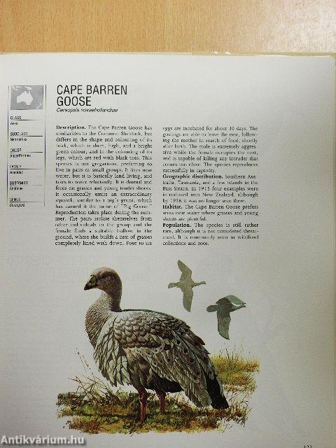 Rare Animals of the World