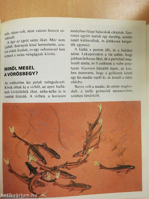 Miről dalolnak a madarak?