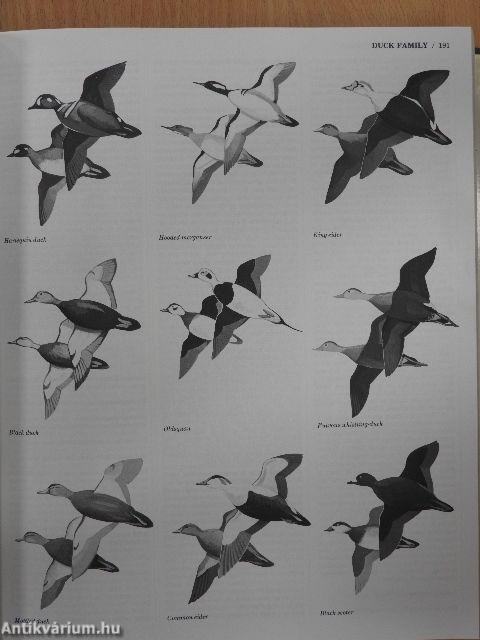 Encyclopedia of North American Birds