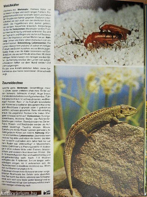 Der große BLV Naturführer