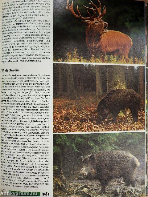 Der große BLV Naturführer