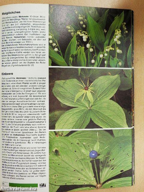 Der große BLV Naturführer