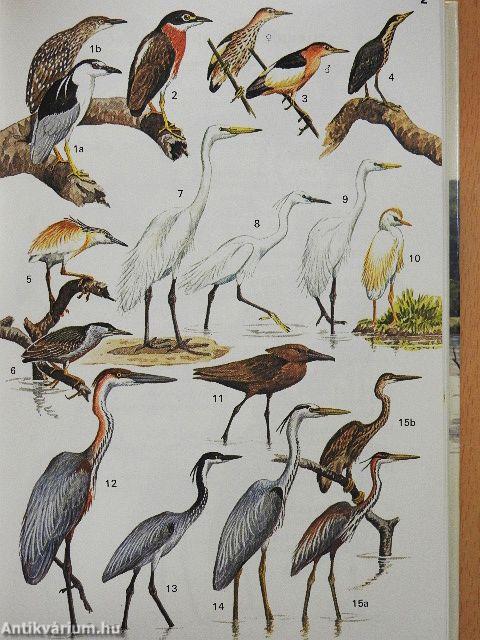 A Field Guide to the Birds of East Africa