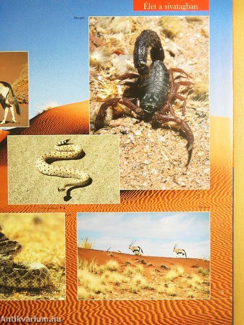 Barangolás az állatvilágban