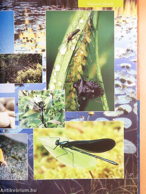 Barangolás az állatvilágban