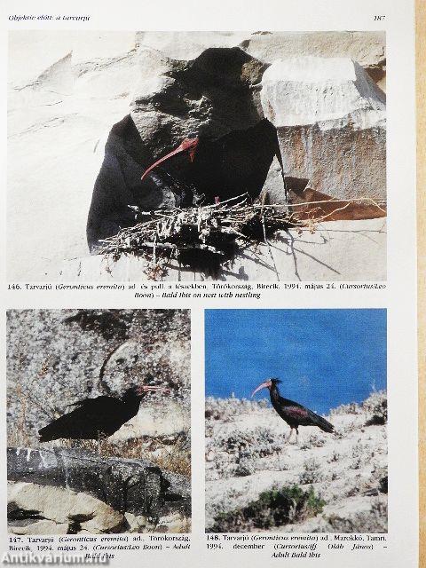 Túzok 1998. március-december