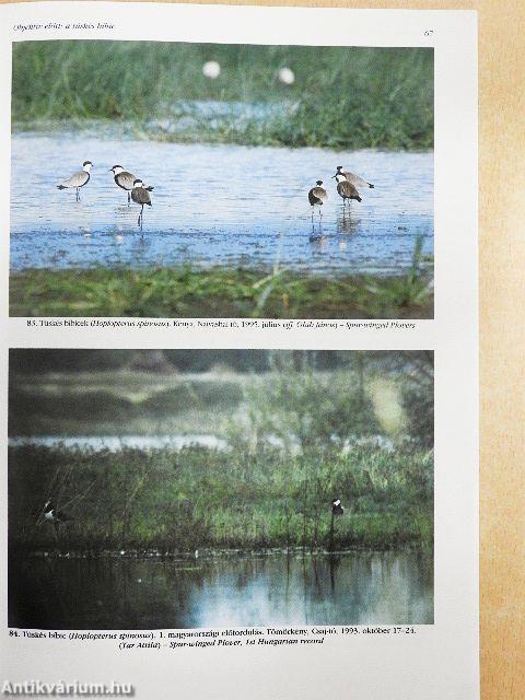 Túzok 1997. június