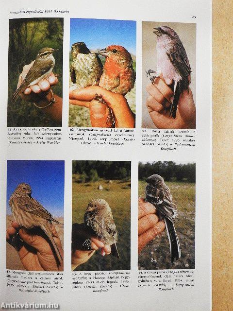 Túzok 1997. március