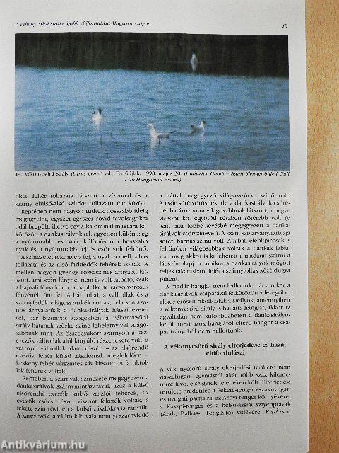 Túzok 1999. március-június