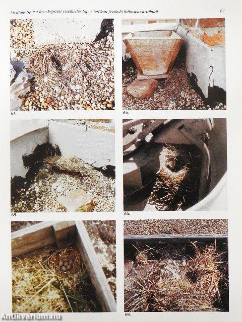 Túzok 1999. szeptember