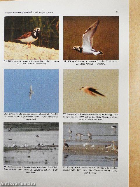 Túzok 1999. szeptember