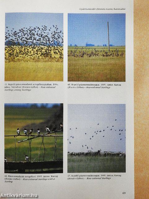 Túzok 1996. június