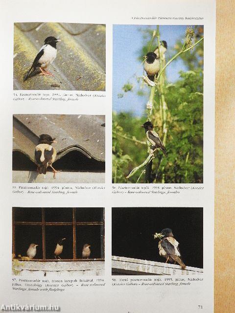 Túzok 1996. június