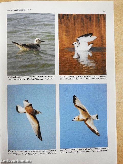 Túzok 1998. március