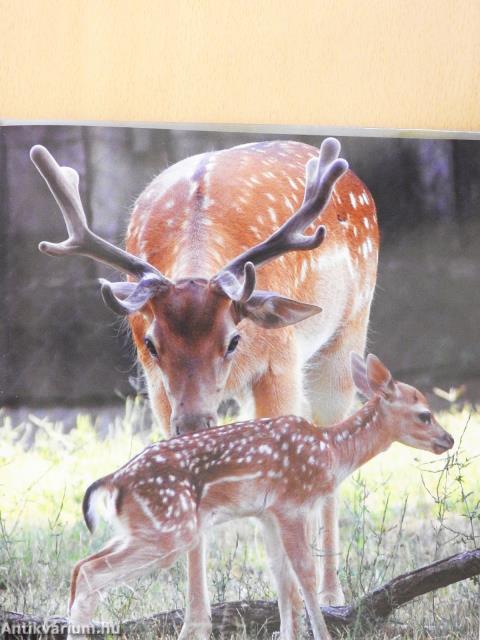 Állatkölykök (dedikált példány)